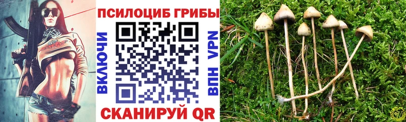 Галлюциногенные грибы Psilocybine cubensis Горно-Алтайск